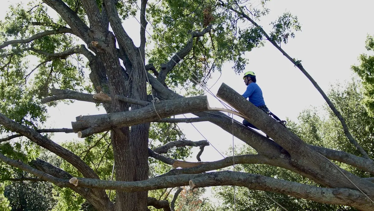 Professional Crown Thinning performed by certified arborists in Winterthur